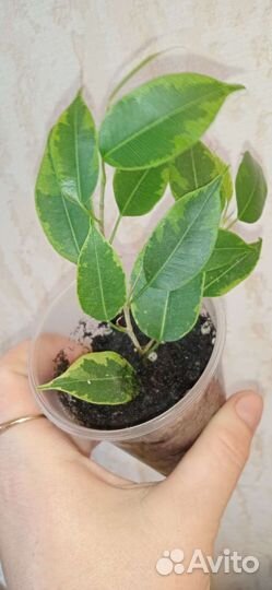 Фикус Бенджамина Голден Моник