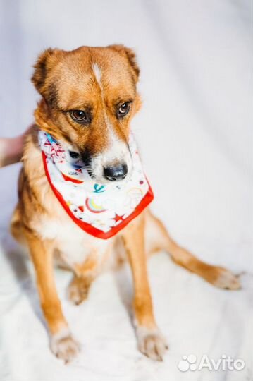 Отдам бесплатно собаку