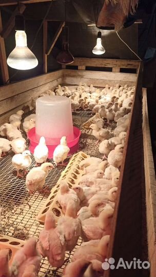 Цыплята бройлеры подрощенные