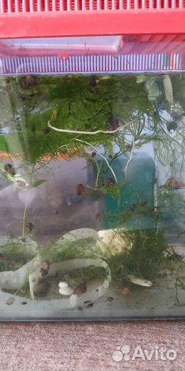 Улитки аквариумные