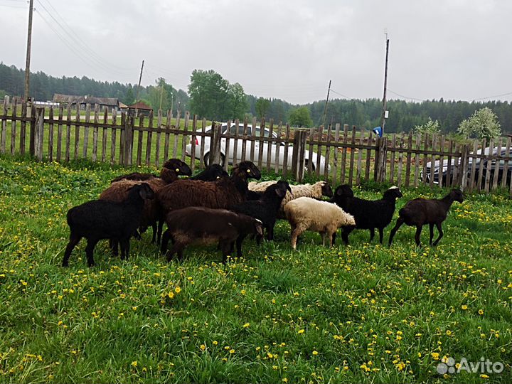 Продам овец и ягнят