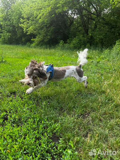 Йоршский терьер приглашает на вязку