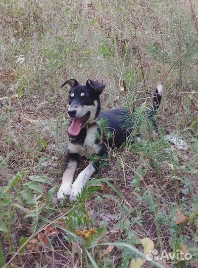 Отдам собаку в добрые руки