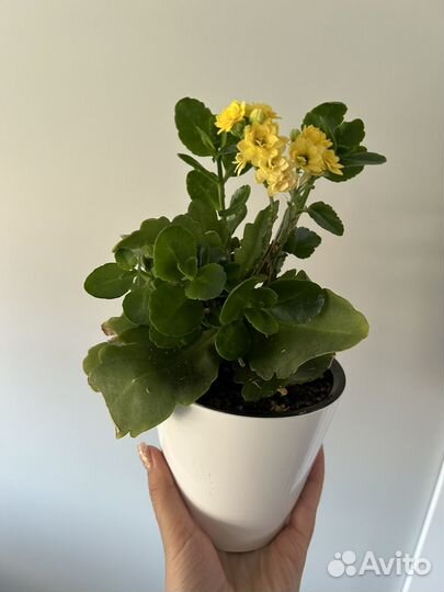 Коланхоэ в цвету