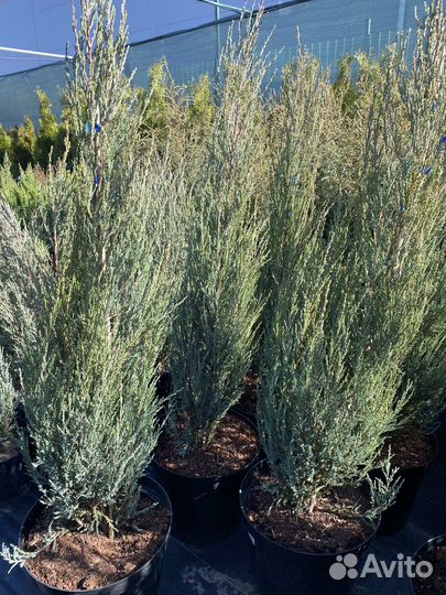 Можевельник скальный Блю Эрроу