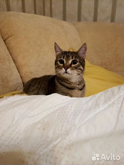 Усатый-полосатый Пунш 9 мес