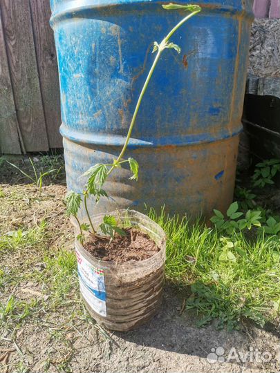 Саженцы дикого винограда