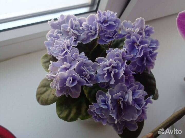 Фиалка в горшках