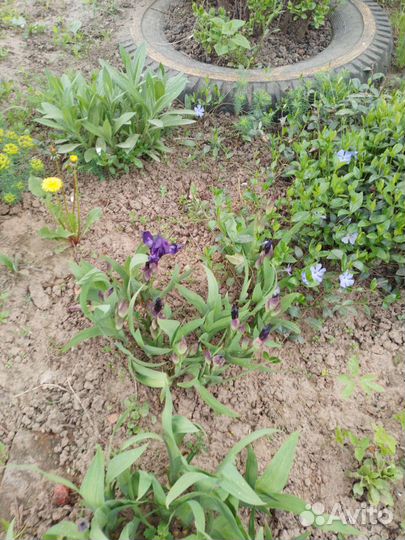 Садовые цветы