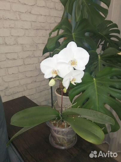 Орхидея фаленопсис