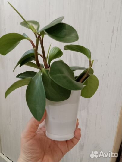 Пеперомия туполистная