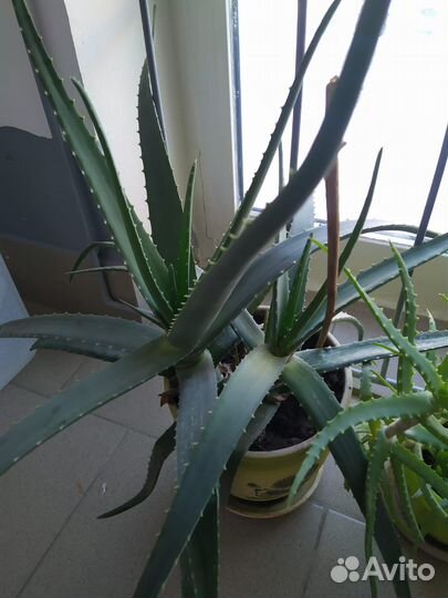 Алоэ вера взрослое растение