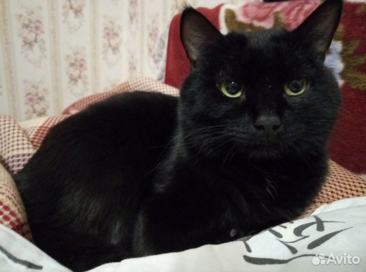 Красавчик-Кот