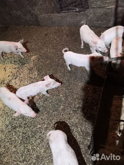 Поросята ландрас