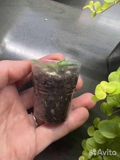 Вегетативная петуния - литлтуния