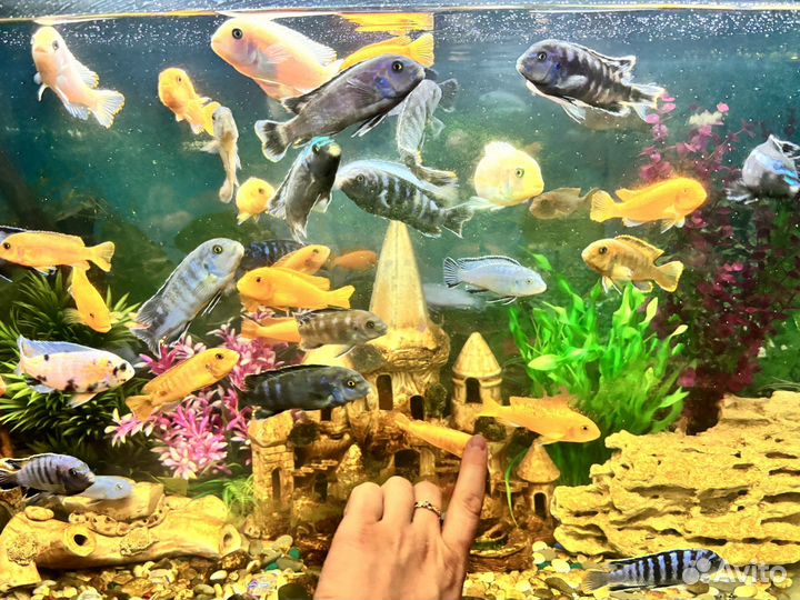 Рыбки цихлиды