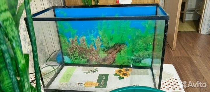 Аквариум