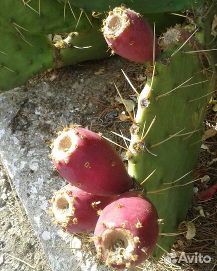 Опунция плоды кактуса