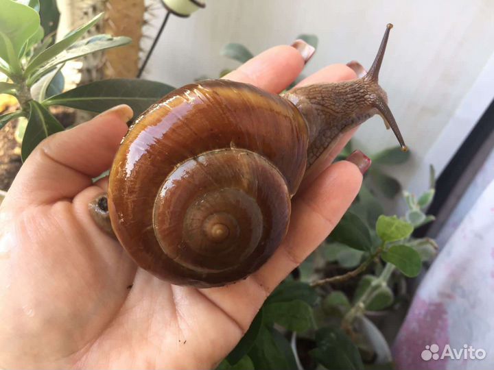 Улитки Ахатины, Архахатины, Кивсяки, Мокрицы