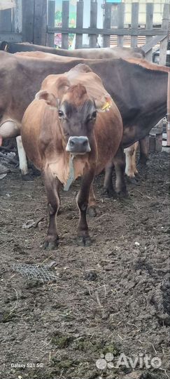 Джерсийская корова