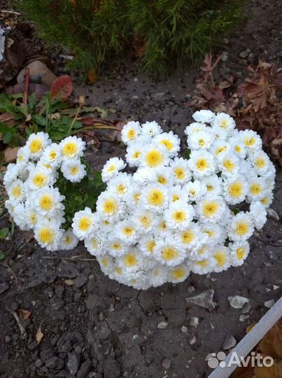 Хризантема, почвопокровники,ромашка садовая