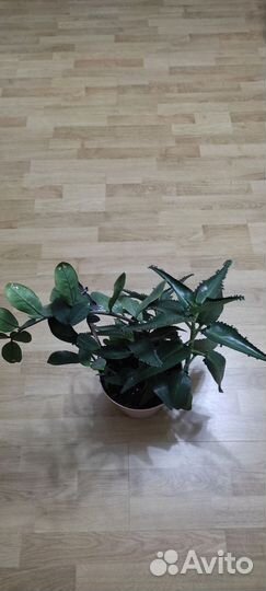 Каланхоэ, разумный Торг