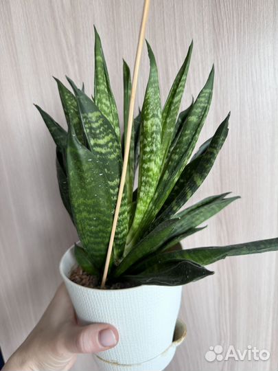 Сансевиерия кристатта