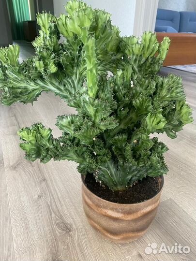 Эуфорбии разных сортов