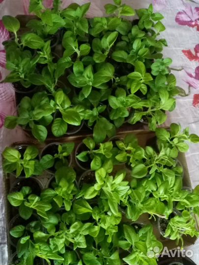 Продам рассаду петунии 80р