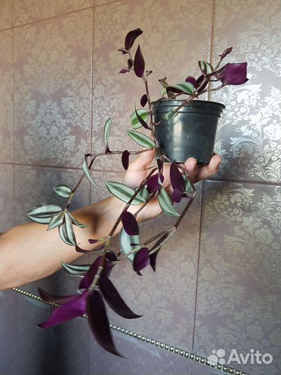 Комнатные растения цветы