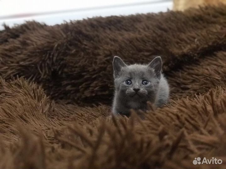 Отдам котят