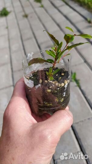 Гранат комнатный, мирт