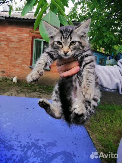 Котята В добрые руки приучены к лотку