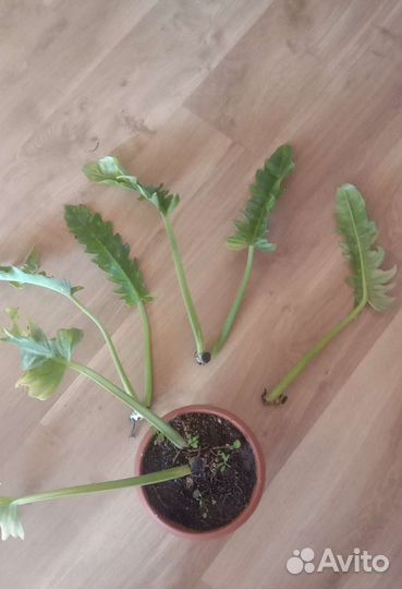 Филодендрон