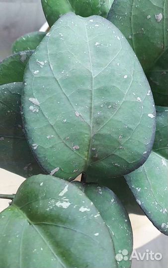 Хойи сортовые