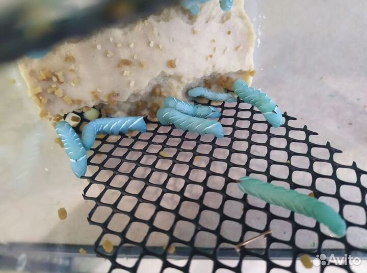 Кормовые насекомые