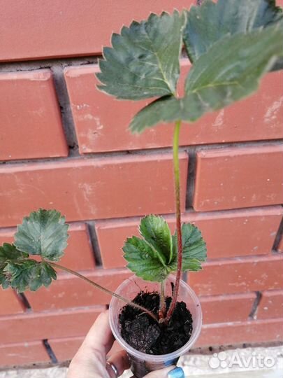 Рассада клубники купчиха