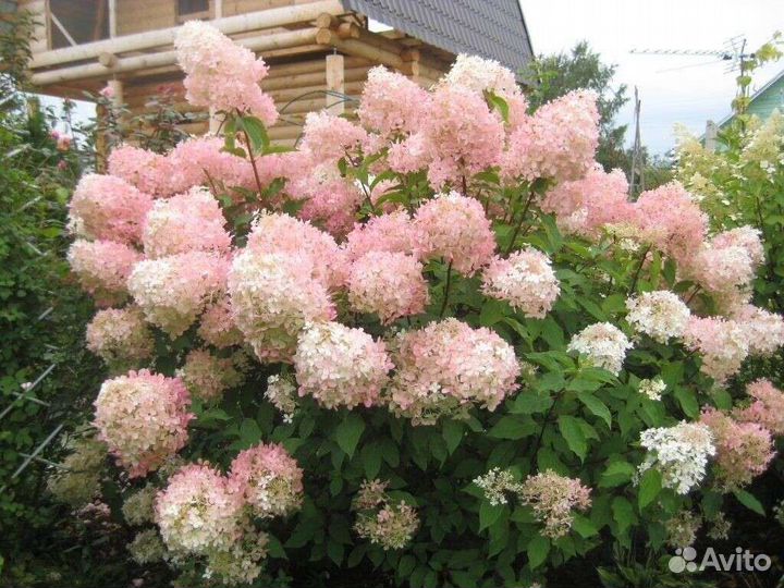 Комнатные и уличные растения