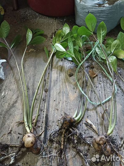 Домашние растения цветы