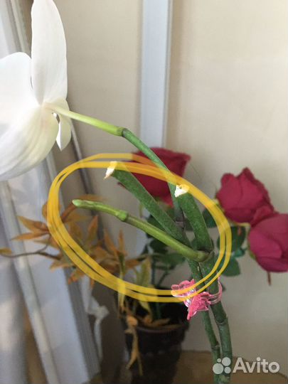 Орхидея фаленопсис