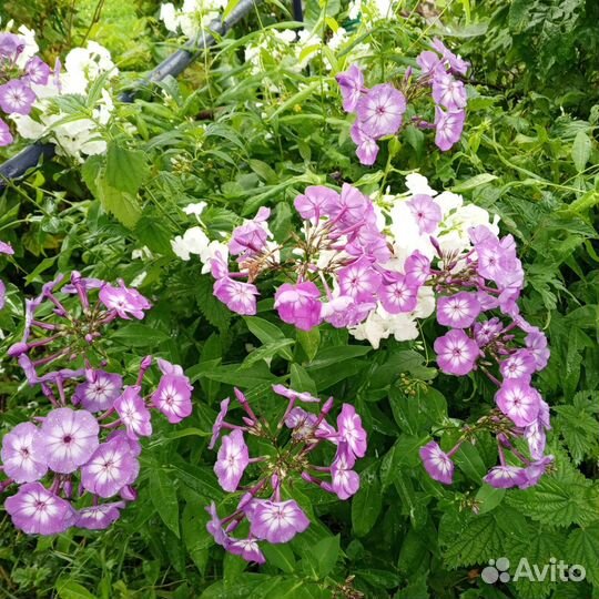 Флоксы многолетние