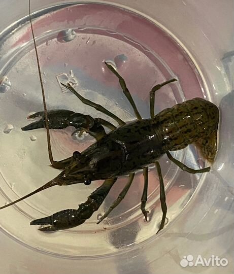 Аквариумные раки