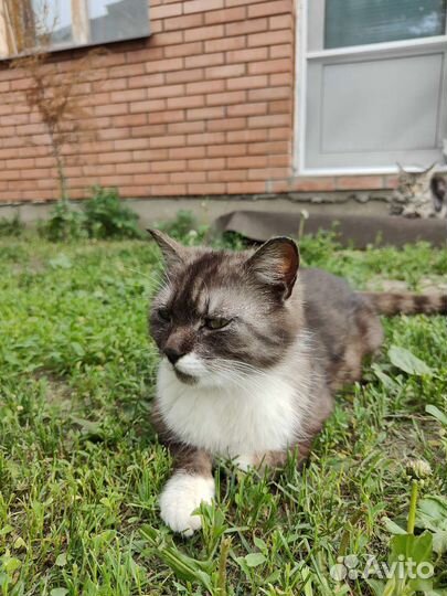 Кошка в дар бесплатно