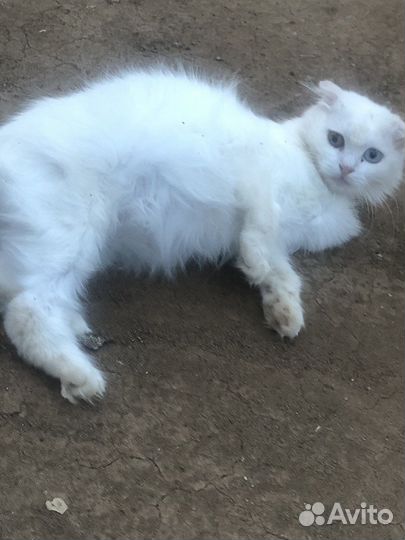 Шотланский котенок