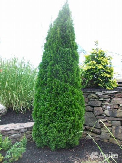 Хвойные растения