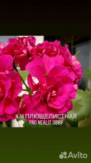 Пеларгония герань