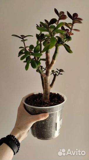 Церопегия,роули,кактус и много ещё