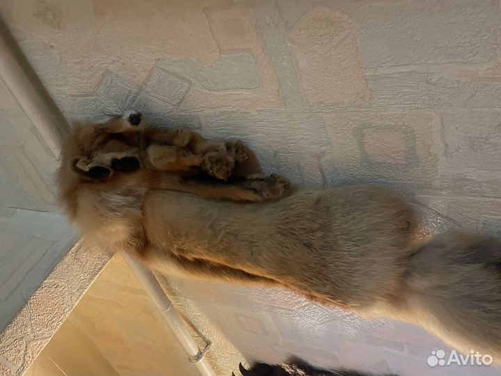 Лисья шкура