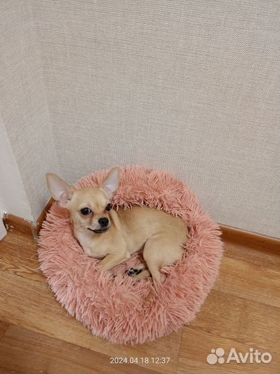 Чихуахуа