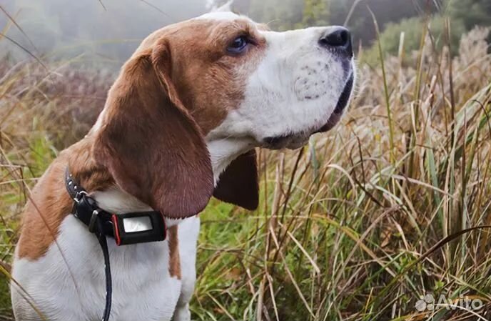 Электронный ошейник для собак
